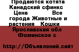 Продаются котята Канадский сфинкс › Цена ­ 15 000 - Все города Животные и растения » Кошки   . Ярославская обл.,Фоминское с.